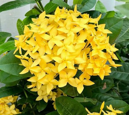 Yellow Ixora Flower Seeds – Heirloom Non-GMO High Germination Organic Garden Seeds