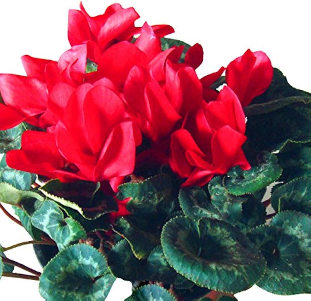 Red Cyclamen Flower Seeds – Heirloom Non-GMO High Germination Seeds