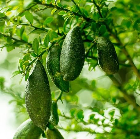 Finger Lime Seeds Green for Planting – Heirloom Non-GMO High Germination Organic Garden Seeds