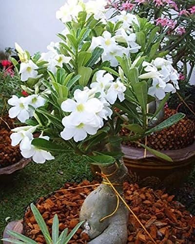 White Adenium Obesum Flower Seeds Heirloom Non-GMO High Germination Organic Garden Seeds