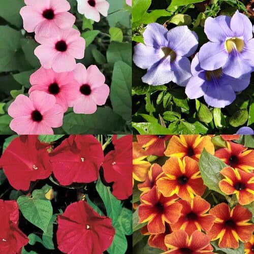 Thunbergia Alta Flower Seeds Heirloom Non-GMO High Germination Organic Garden Seeds for Planting