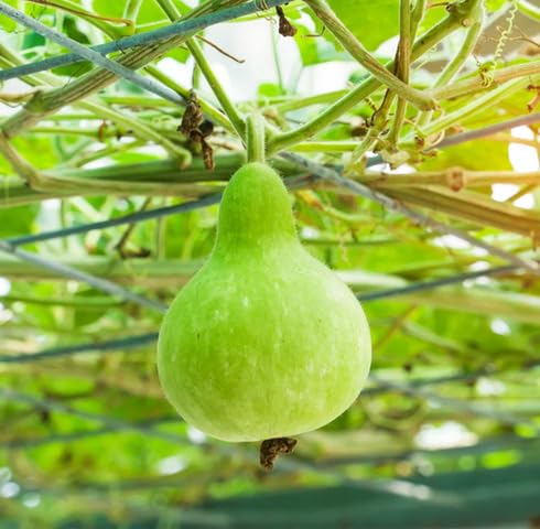 Grüne Flaschenkürbis Samen – Alte Sorte, gentechnikfrei, hohe Keimrate Bio-Gartensamen zum Pflanzen