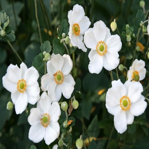 Weiße Anemonenblumensamen – Alte Sorte, gentechnikfrei, hochkeimfähig, Bio-Gartensamen zum Pflanzen
