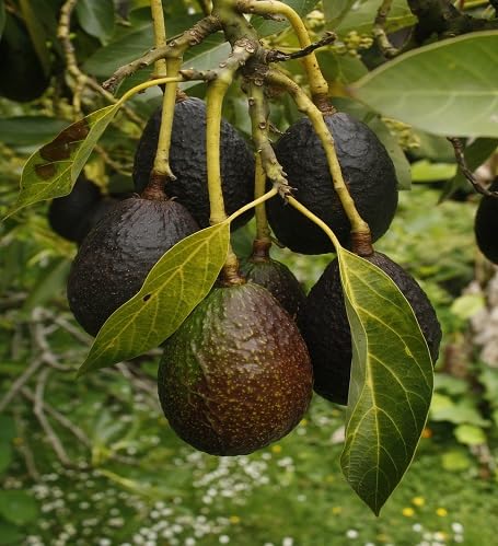 Avocado Seeds Green – Heirloom, Non-GMO, High Germination Organic Garden Seeds