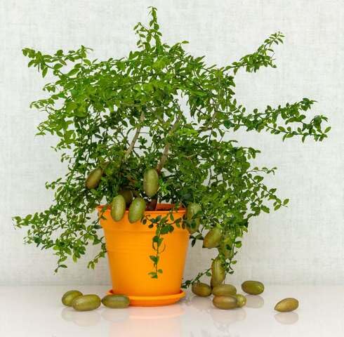 Green Finger Lime Seeds – Heirloom, Non-GMO, High Germination Organic Garden Seeds