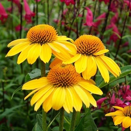 Yellow Coneflower Seeds – Heirloom, Non-GMO, High Germination Organic Garden Seeds