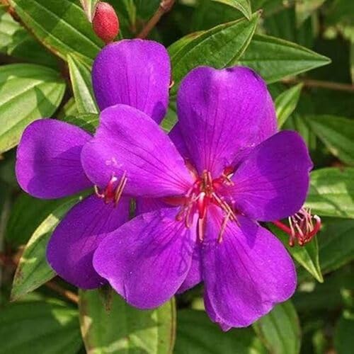 Purple Tibouchina Flower Seeds Heirloom Non-GMO High Germination Organic Garden Seeds for Planting