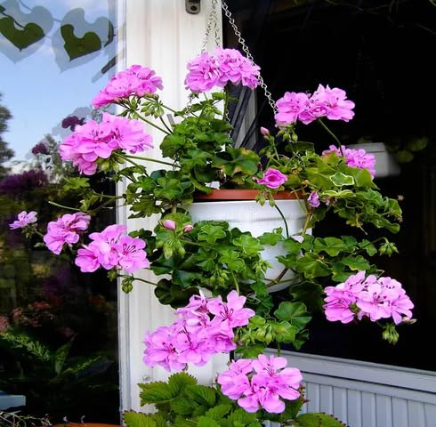 Purple Climbing Geranium Flower Seeds for Planting – Heirloom Non-GMO High Germination Organic Garden Seeds Seeds for Planting