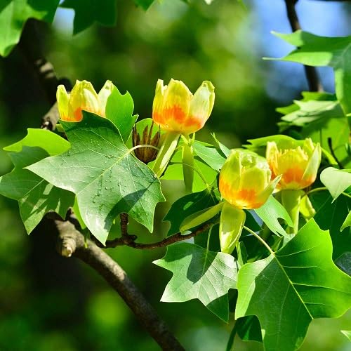 Yellow Tulip Tree Seeds Heirloom Non-GMO High Germination Organic Garden Seeds