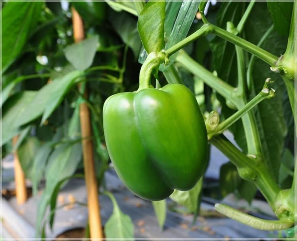 pepper for flower seeds