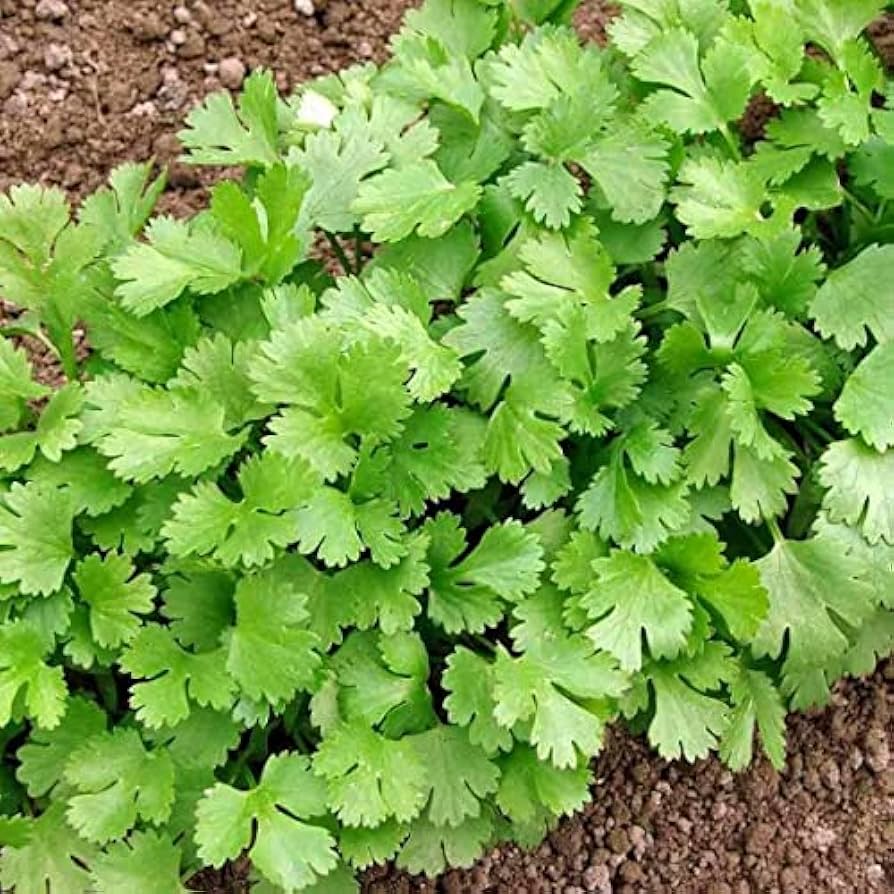Coriander Thuringer herb seeds