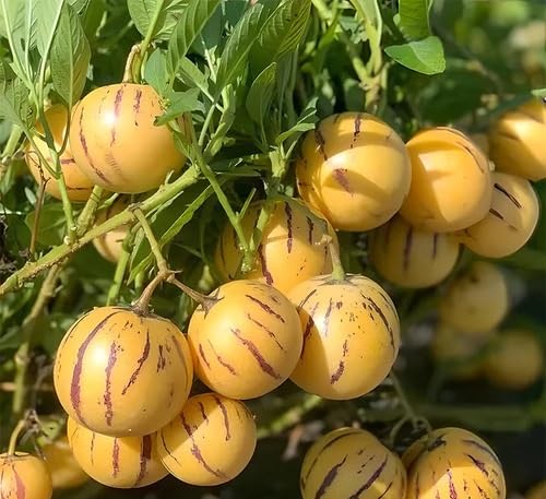 Orangene Bio-Ginseng-Melonenkerne – Alte Sorte, gentechnikfrei, keimstark, Bio-Gartensamen