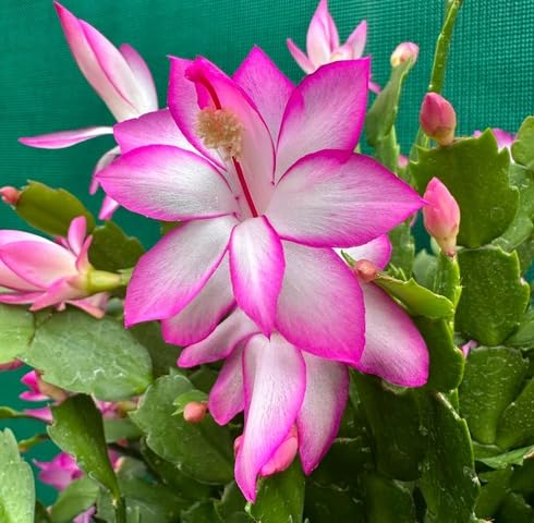 White Pink Schlumbergera Flower Seeds Heirloom Non-GMO High Germination Organic Garden Seeds for Planting