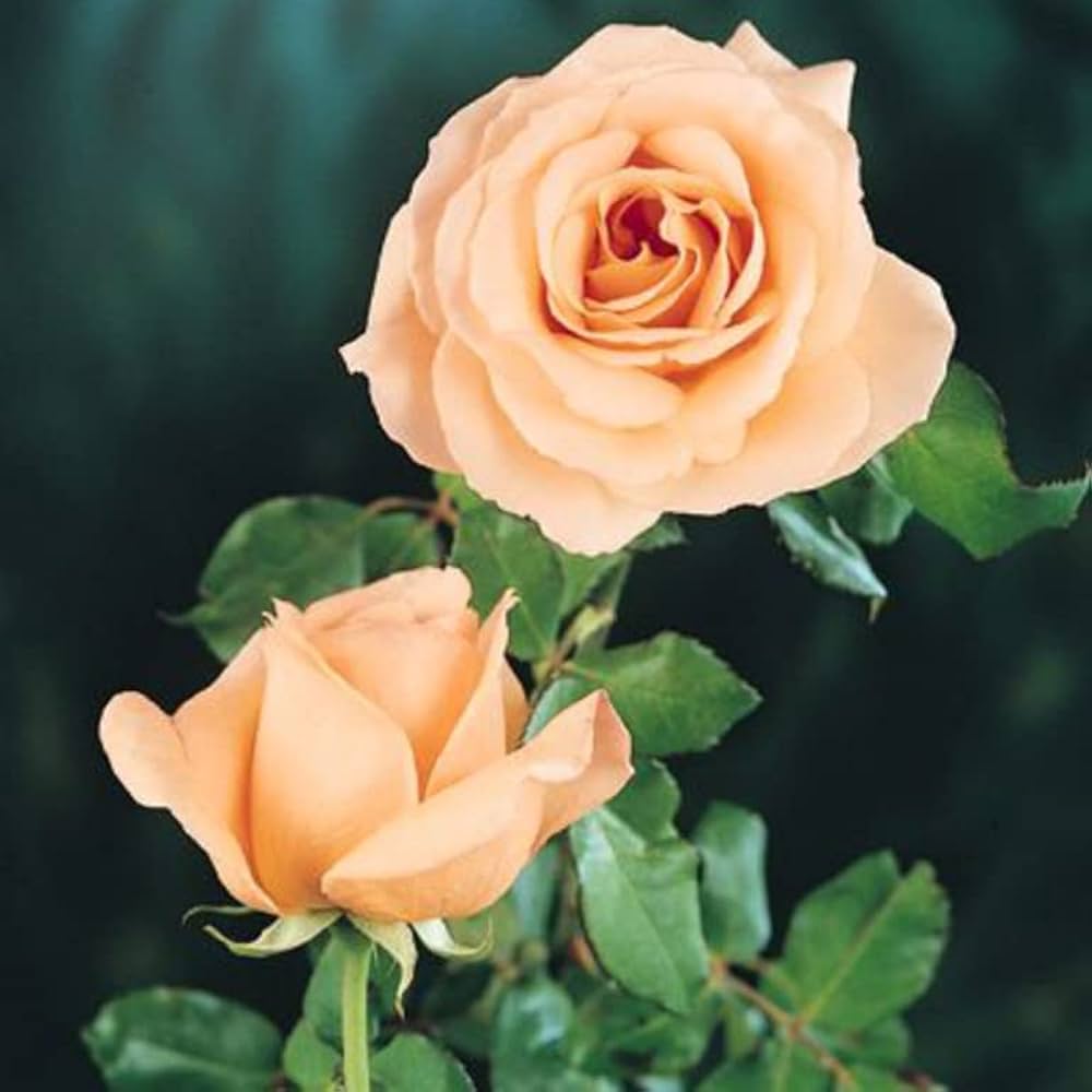 rose rosa flower seeds