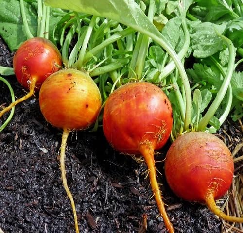 Rote Bete Samen – Alte Sorte, gentechnikfrei, hohe Keimfähigkeit Bio-Gartensamen pflanzen