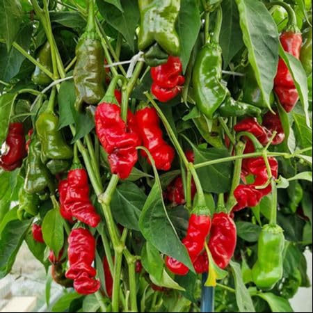 Red Chili Pepper Seeds – Heirloom, Non-GMO, High Germination Organic Garden Seeds Planting