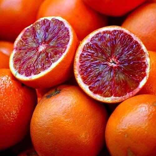 Red Orange Seeds – Heirloom, Non-GMO, High Germination Organic Garden Seeds