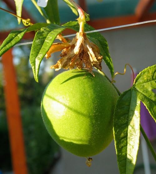 Green Passion Seeds Heirloom Non-GMO High Germination Organic Garden Seeds for Planting