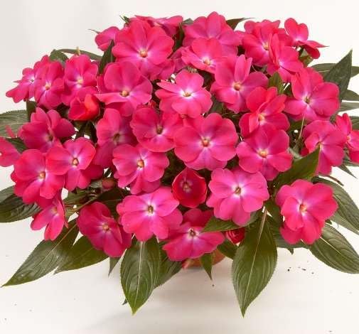 Impatiens Flower Seeds – Heirloom, Non-GMO, High Germination Organic Garden Seeds for Planting