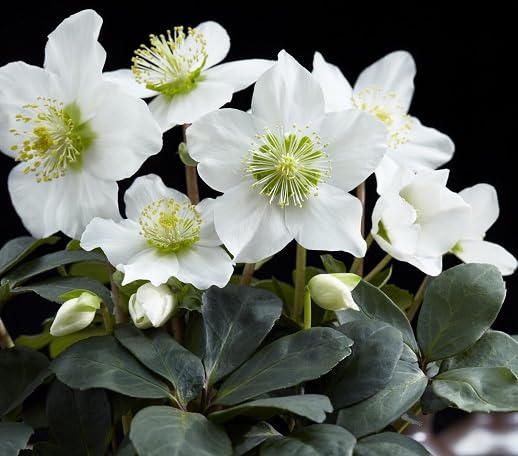 White Helleborus Flower Seeds Heirloom Non-GMO High Germination Organic Garden Seeds for Planting