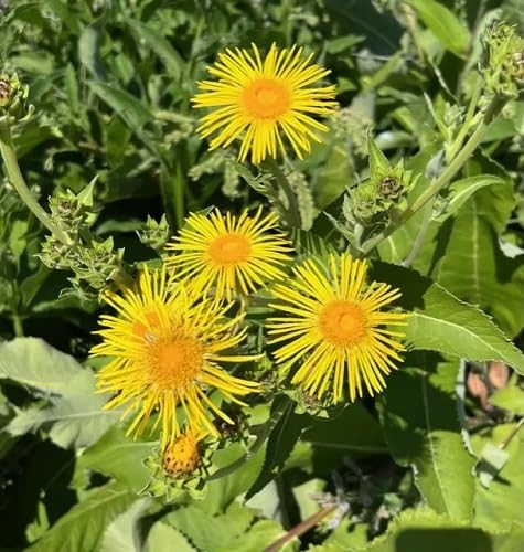 Yellow Elecampane Flower Seeds – Heirloom Non-GMO High Germination Organic Seeds