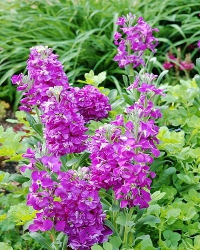 Semillas de Matthiola Morada – Variedad antigua, sin OGM, semillas de jardín orgánicas de alta germinación para sembrar