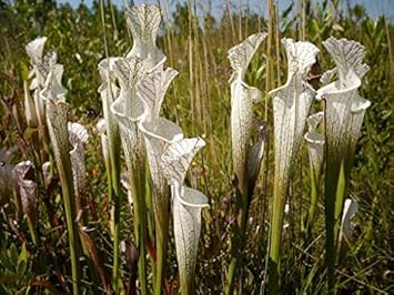 whitepitcherheirloomnongmo flower seeds