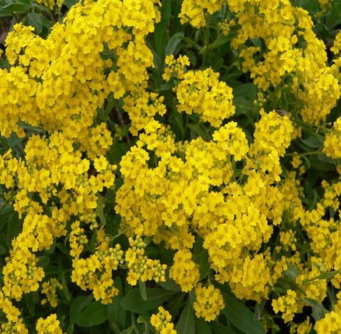 Yellow Alyssum Flower Seeds – Heirloom, Non-GMO, High Germination Organic Garden Seeds for Planting