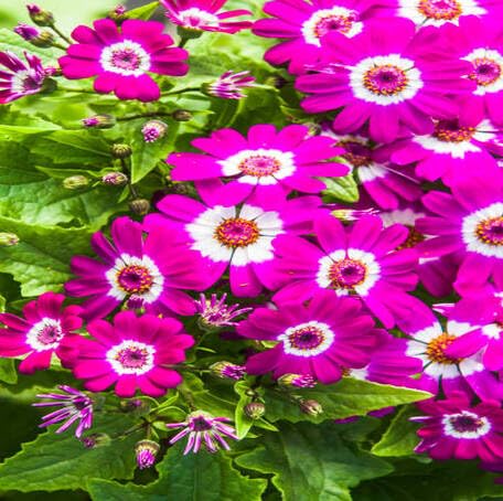 pink cineraria flower seeds