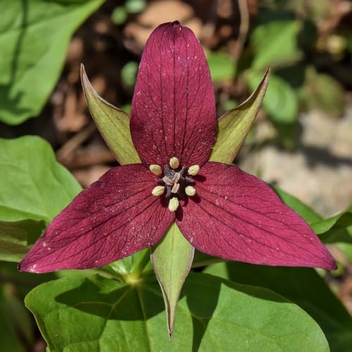 Red Trillium Erectum Flower Seeds Heirloom Non-GMO High Germination Organic Garden Seeds for Planting