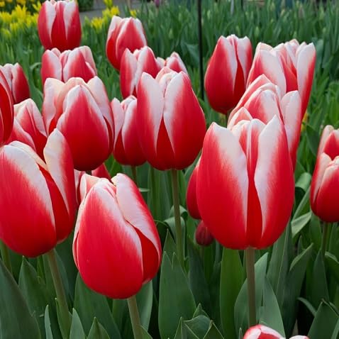 Tulip Flower Seeds – Heirloom, Non-GMO, High Germination Organic Garden Seeds for Planting