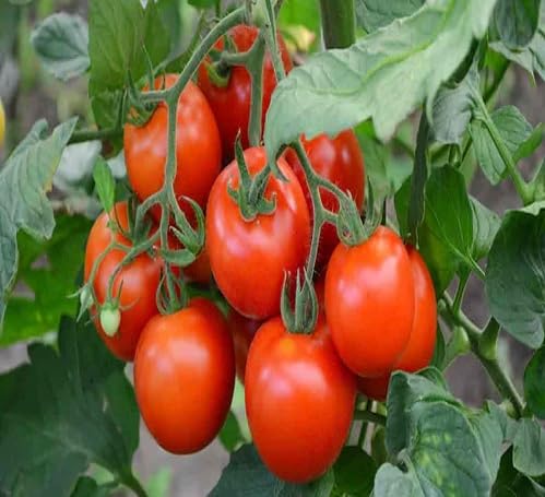 Red Tomato Seeds – Heirloom, Non-GMO, High Germination Organic Garden Seeds Planting