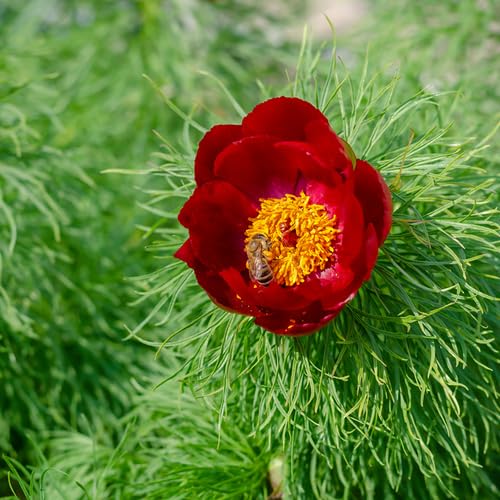 Red Paeonia Tenuifolia Flower Seeds – Heirloom, Non-GMO, High Germination Seeds