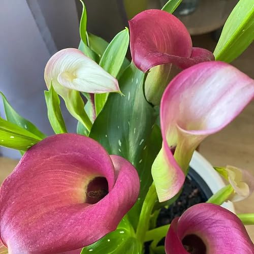 Rosa Bonsai Calla Lilie Blumensamen – Alte Sorte, gentechnikfrei, hohe Keimrate, Bio-Gartensamen zum Pflanzen