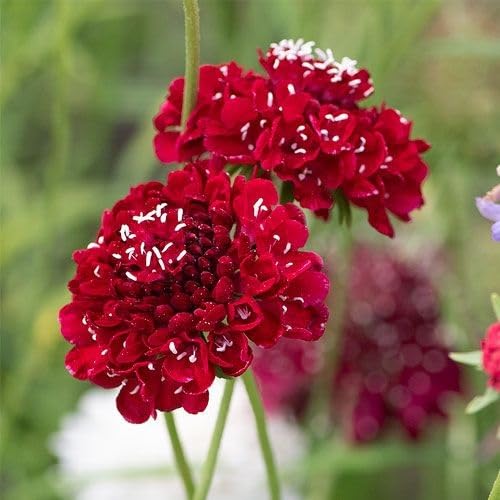 Scabious Red Flower Seeds for Planting – Heirloom, Non-GMO, High Germination Organic Garden Seeds