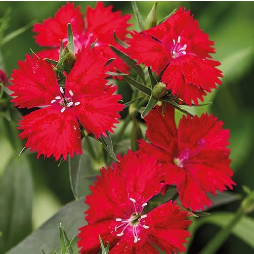 red dianthus flower seeds