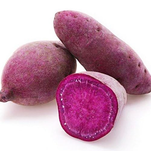 Purple Sweet Potato Vegetables Seeds – Heirloom, Non-GMO, High Germination Organic Garden Seeds Planting