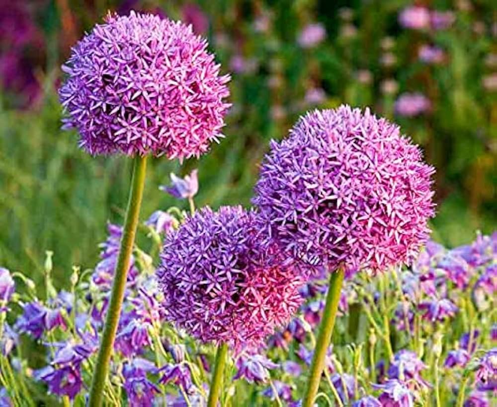 purple giant flower seeds