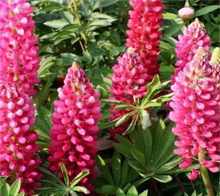 Lupine Flower Seeds – Heirloom, Non-GMO, High Germination Organic Garden Seeds for Planting