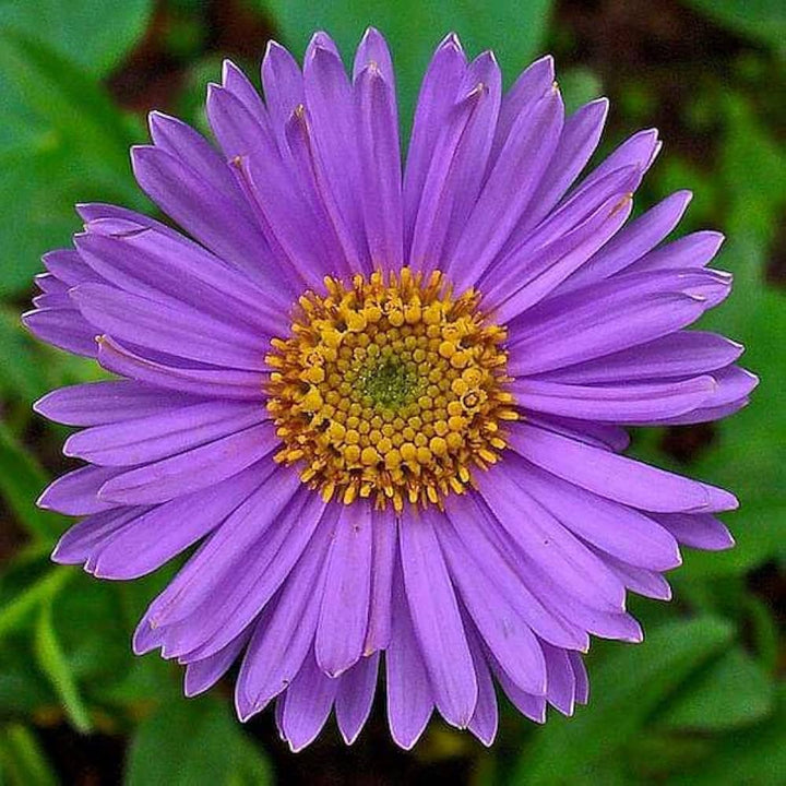 Purple Aster Flower Seeds for Planting – Heirloom Non-GMO High Germination Organic Garden Seeds