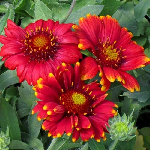 Red Grandiflora Flower Seeds – Heirloom Non-GMO High Germination Organic Garden Seeds for Planting