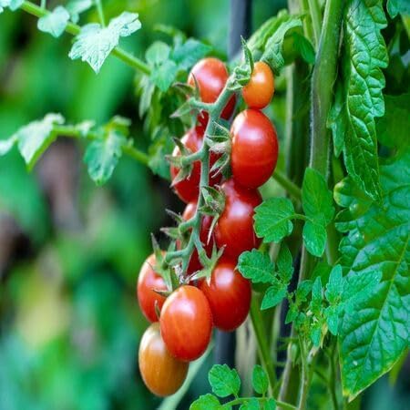 Cherry Tomato – Heirloom, Non-GMO, High Germination Organic Garden Seeds Planting
