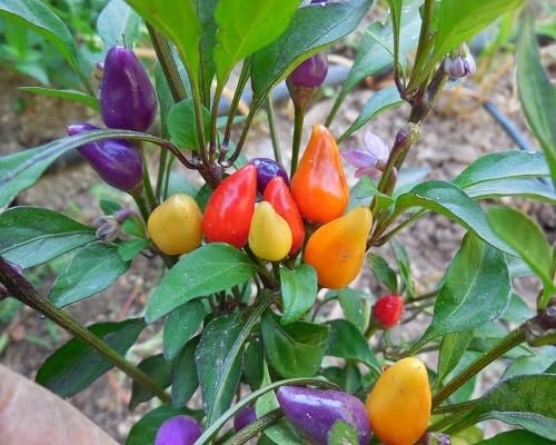 Mixed Chilli Pepper Seeds – Heirloom, Non-GMO, High Germination Organic Garden Seeds Planting