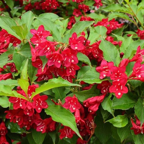 Red Weigela Flower Seeds Heirloom Non-GMO High Germination Organic Garden Seeds for Planting