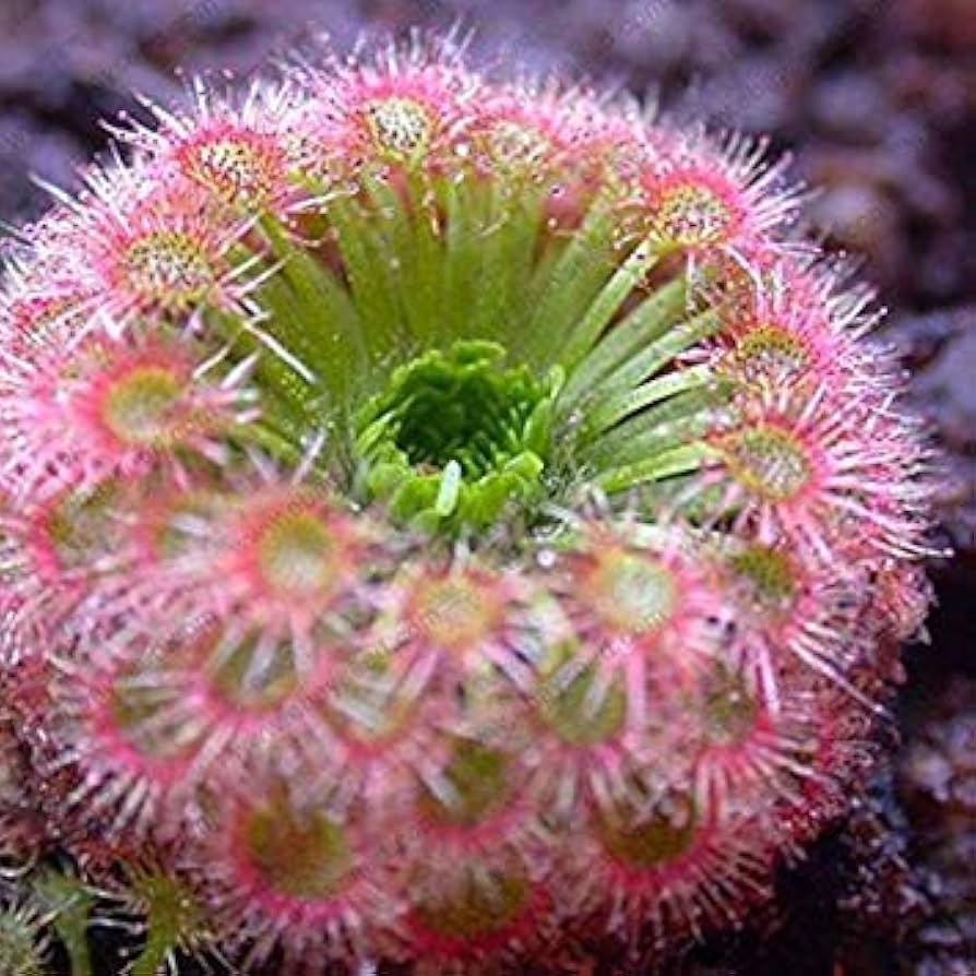 sonnentau clip flower seeds