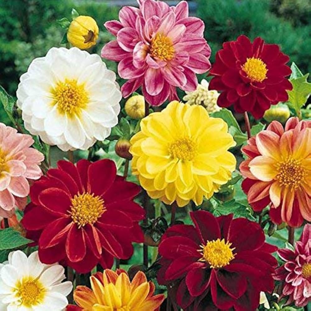 dahlia mignon flower seeds