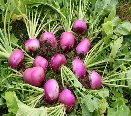 Turnip Seeds – Heirloom, Non-GMO, High Germination Organic Garden Seeds Planting