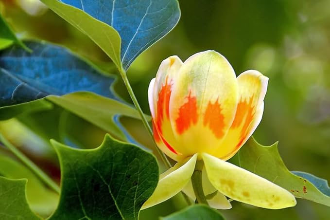 tulip flower flower seeds