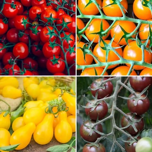 Mixed Tomato Seeds – Heirloom, Non-GMO, High Germination Organic Garden Seeds Planting