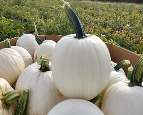 Pumpkin Seeds – Heirloom, Non-GMO, High Germination Organic Garden Seeds Planting